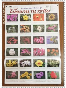 โปสเตอร์ ไม้ดอกนานาชนิด