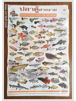 โปสเตอร์ ปลาตู้สวยงาม