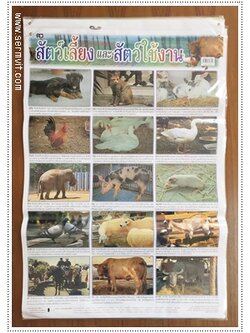 โปสเตอร์ สัตว์เลี้ยงและสัตว์ใช้งาน