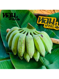 กล้วยน้ำว้า จ.เพชรบุรี รสหวานหอม เนื้อนุ่มเนียน อร่อย ตัดสดจากสวน โดยหอมฟาร์ม