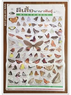 โปสเตอร์ ผีเสื้อนานาพันธุ์