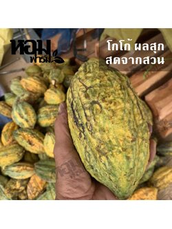 ผลโกโก้สด โกโก้สุก พันธุ์ชุมพร 1 สดจากสวน