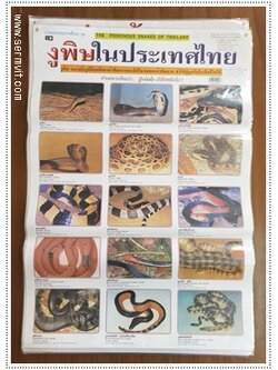 โปสเตอร์ งูพิษในประเทศไทย