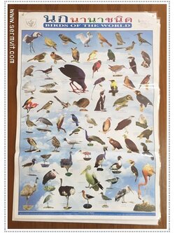 โปสเตอร์ นกนานาชนิด