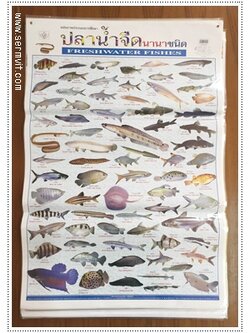 โปสเตอร์ ปลาน้ำจืดนานาชนิด