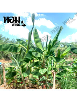 หน่อกล้วยมงคล หน่อกล้วยแปลก มีหลายพันธุ์ให้เลือก หน่อกล้วยสะสม ราคาไม่แพง เก็บเงินปลายทางได้