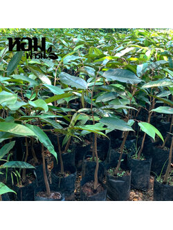 ต้นทุเรียน เสียบยอด สูง 40-50 ซ.ม. ต้นสวย แข็งแรง หมอนทอง มูซานคิง พวงมณี นกกระจิบ ก้านยาว จากหอมฟาร์ม