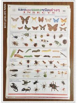 โปสเตอร์ แมงและแมลงชนิดต่าง ๆ