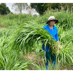 อาหารสัตว์