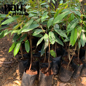 ต้นทุเรียน