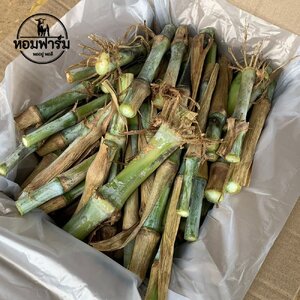 ท่อนพันธุ์สำหรับปลูก