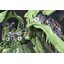 Full Resin Kits 1/100 NZ-666 Kshatriya 2.0 (งานละเอียด) SH Studio
