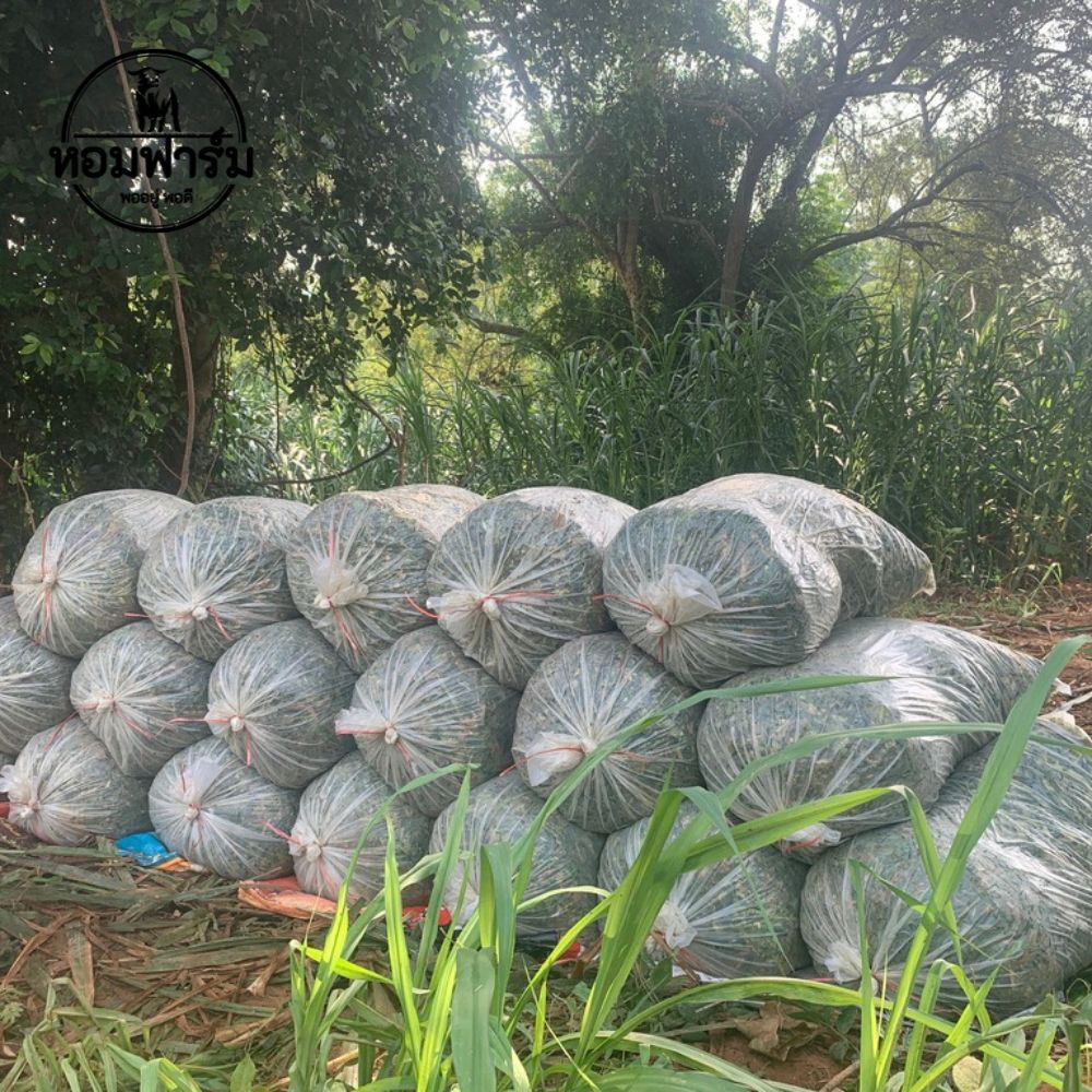 ท่อนพันธุ์ หญ้าเนเปียร์ปากช่อง1 / 100 ท่อน แถมฟรี 20 ท่อน โปรตีนสูง โตไว ตัดได้เร็ว