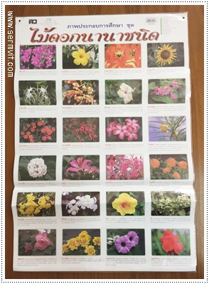 โปสเตอร์ ไม้ดอกนานาชนิด