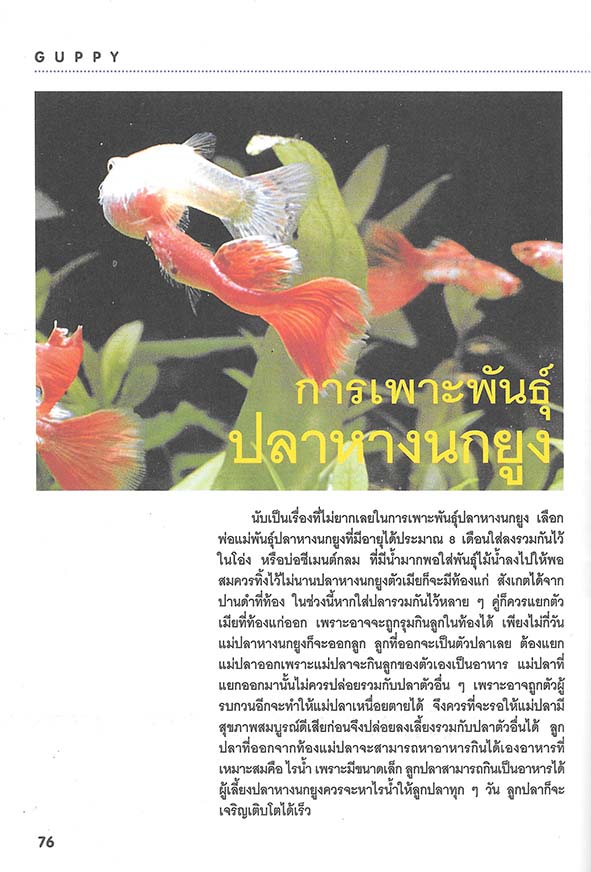 สายพันธุ์และการเพาะเลี้ยงปลาหางนกยูง