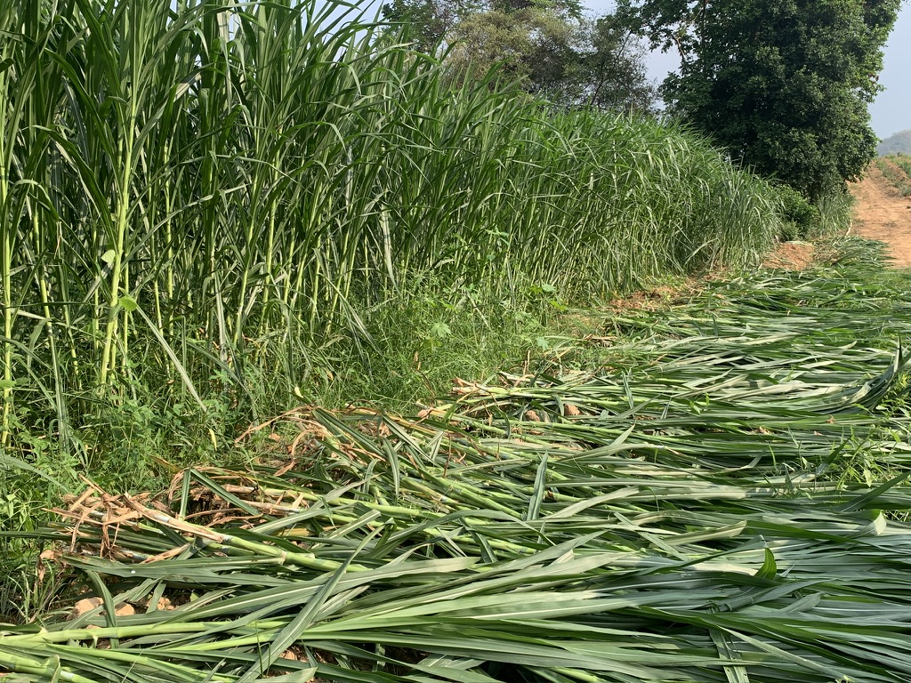 หญ้าเนเปียร์ ปากช่อง1 สำหรับ เต่า กระต่าย หนู โปรตีนสูง กินง่าย จากหอมฟาร์ม