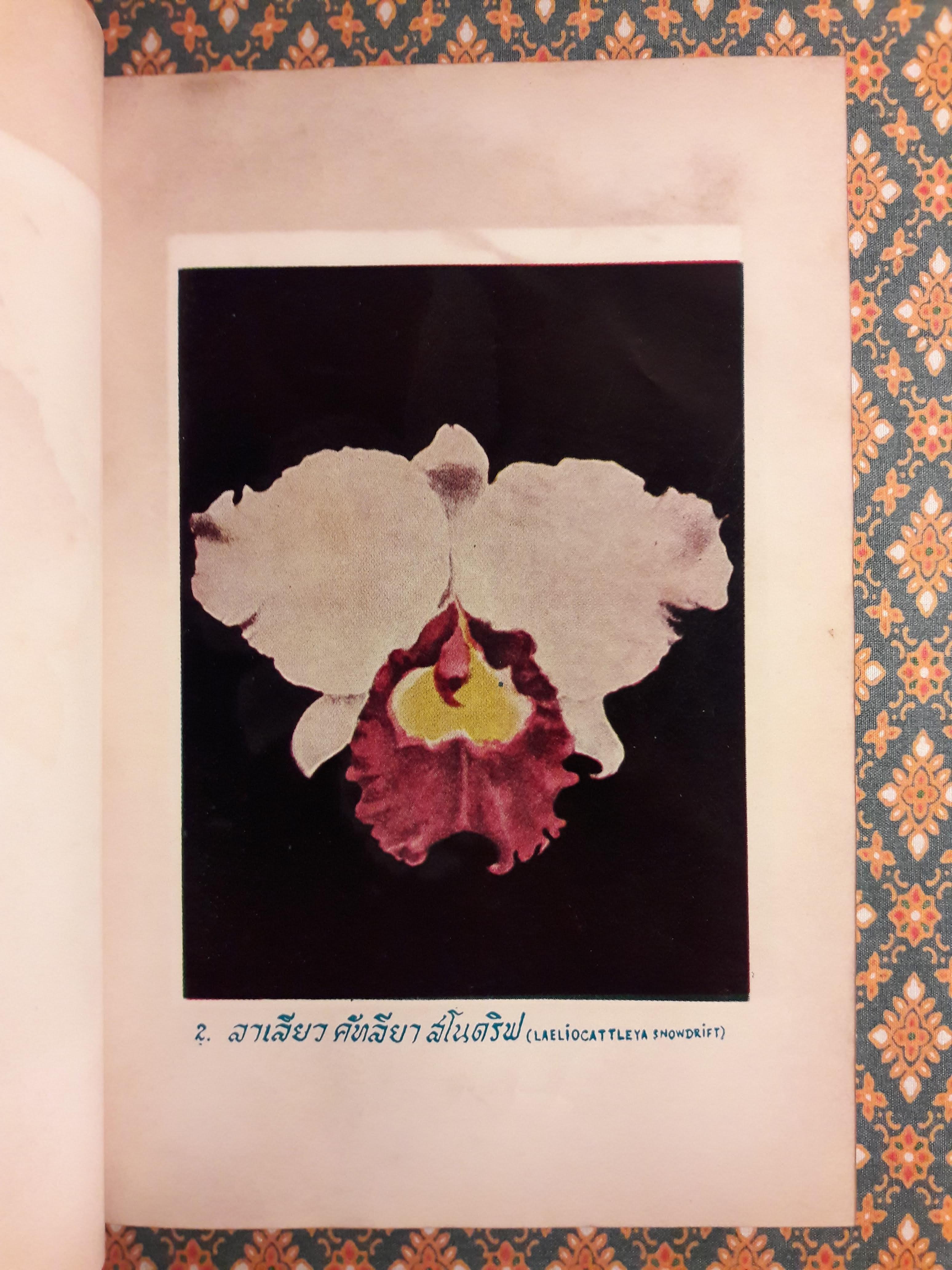 กล้วยไม้