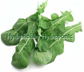 เมล็ดพันธุ์ ร็อกเก็ต