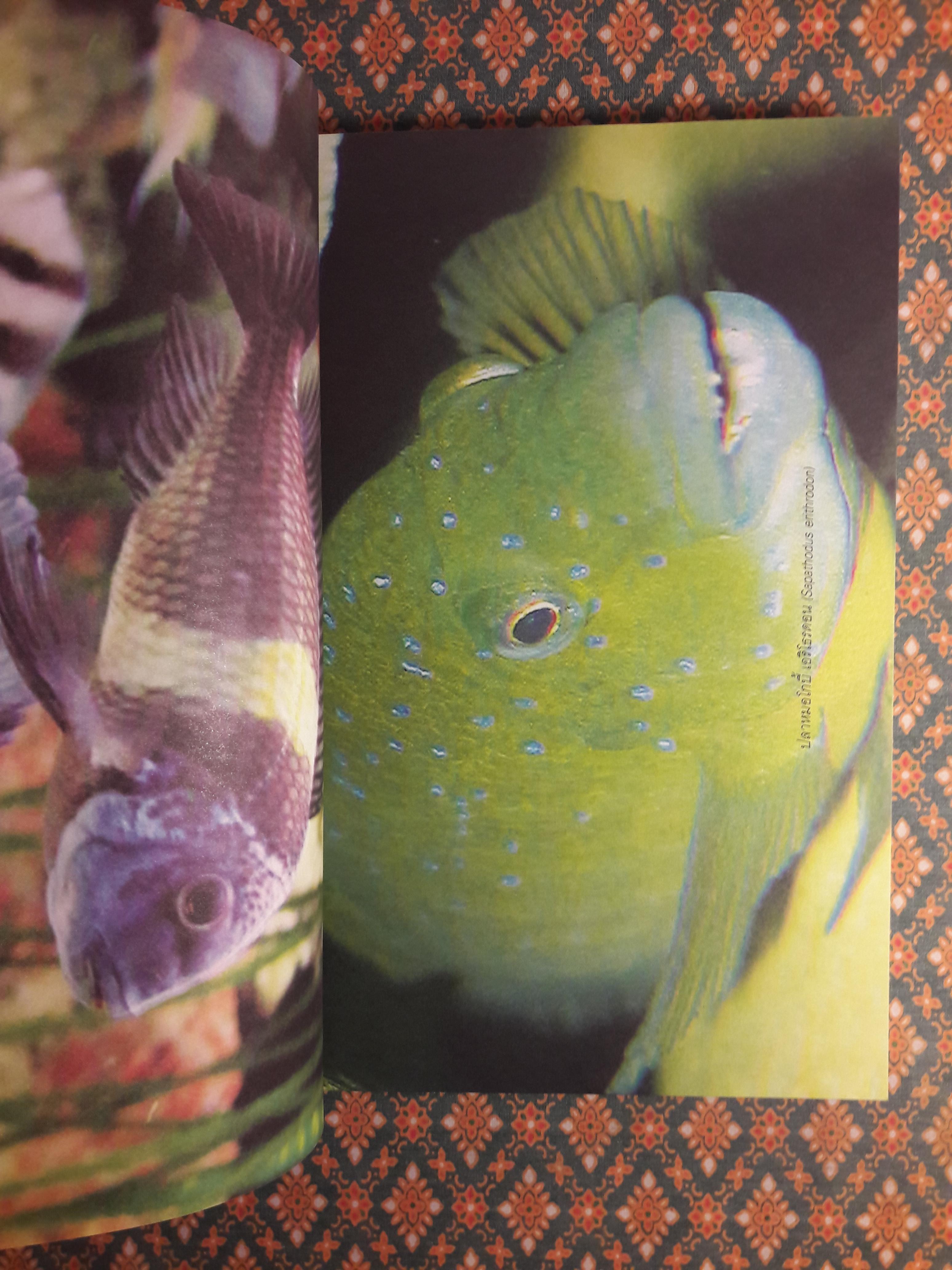 โลกของปลาหมอสี (The Amazing of Cichlid’s Variety)