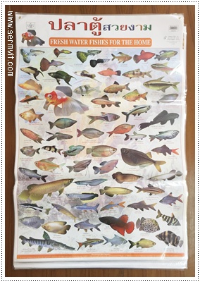 โปสเตอร์ ปลาตู้สวยงาม