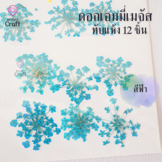 ดอกเอมมี่เมจัส 12 ดอก ดอกไม้แห้งทับ