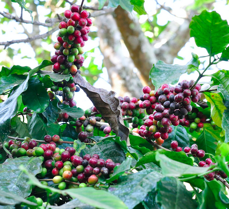 เมล็ดกาแฟ พร้อมบด ดอยปางขอน เชียงราย ใช้สะดวก รวดเร็ว