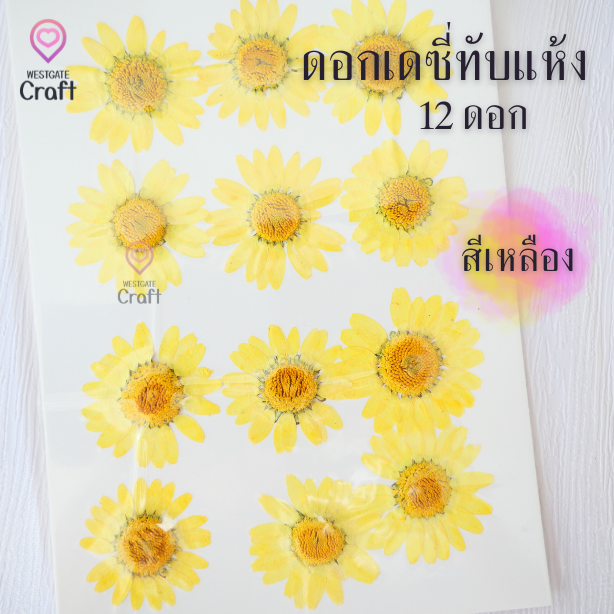 ดอกเดซี่แห้งทับ 12 ดอก ดอกไม้แห้งทับ คละขนาด