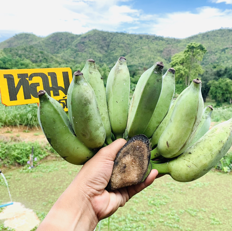 กล้วยน้ำว้า จ.เพชรบุรี รสหวานหอม เนื้อนุ่มเนียน อร่อย ตัดสดจากสวน โดยหอมฟาร์ม