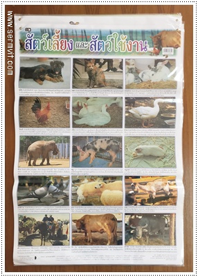 โปสเตอร์ สัตว์เลี้ยงและสัตว์ใช้งาน
