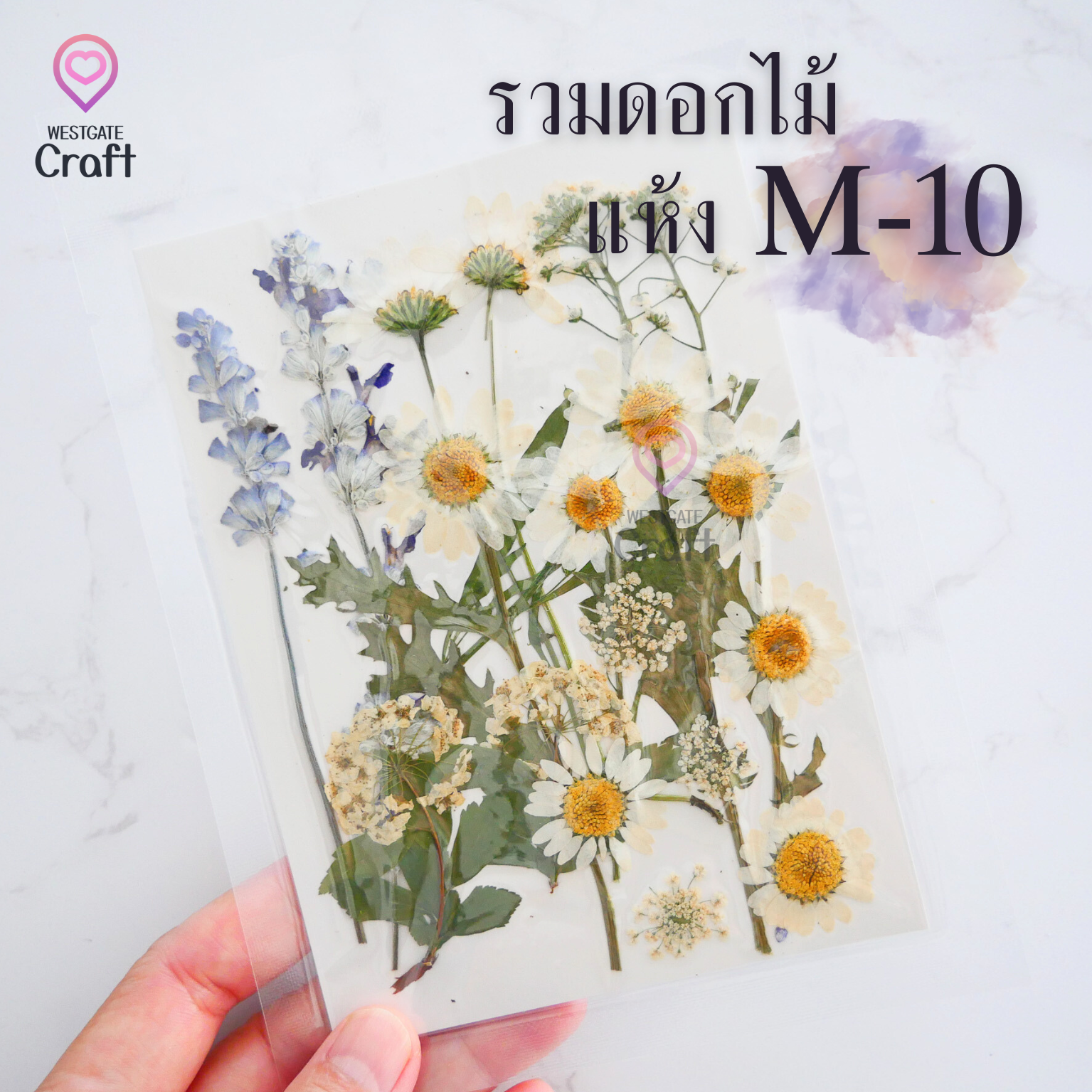 รวมดอกไม้แห้ง M ดอกไม้แห้งทับ ดอกไม้แบบคละ