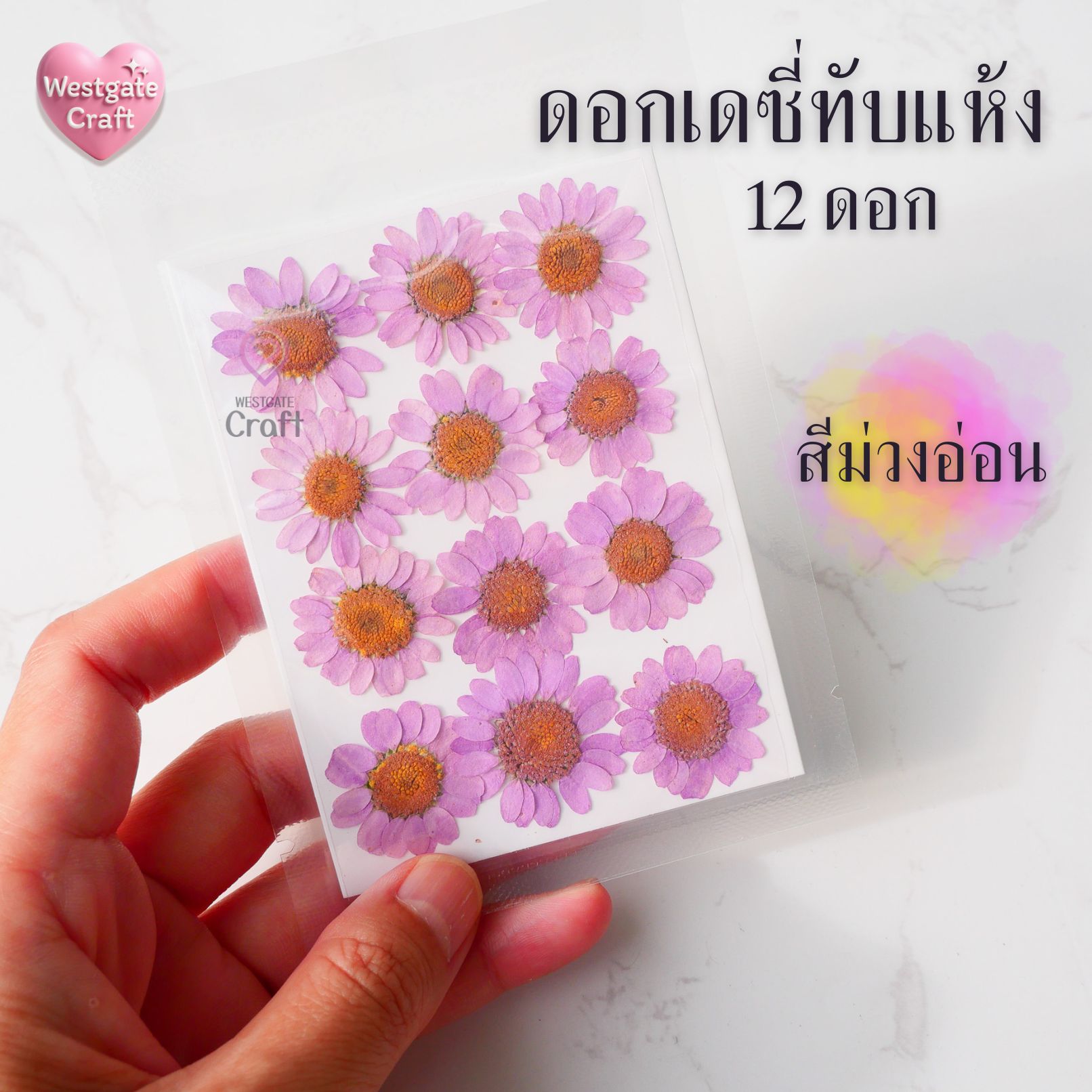ดอกเดซี่แห้งทับ 12 ดอก ดอกไม้แห้งทับ คละขนาด