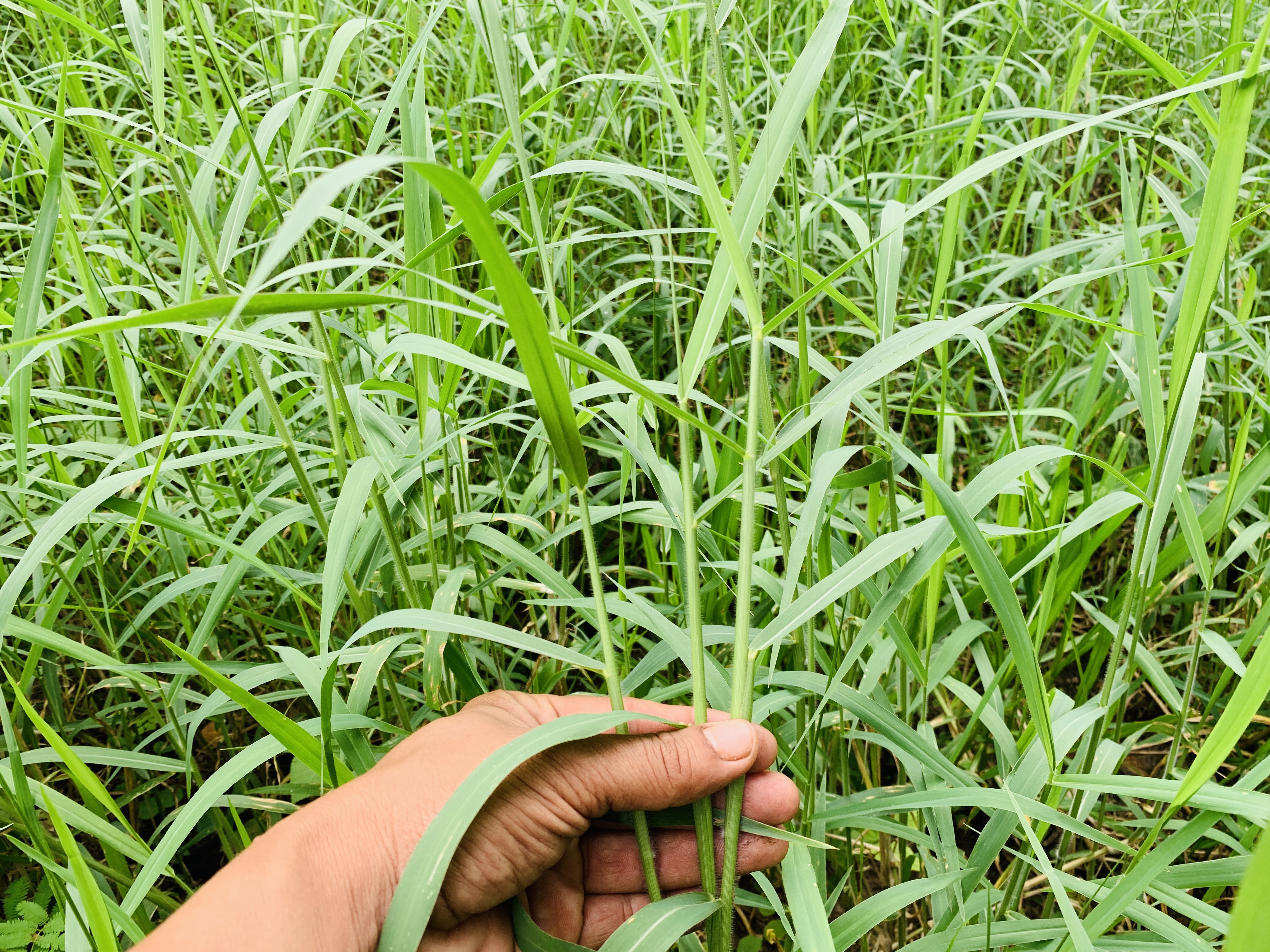 หญ้าสำหรับกระต่าย หนูแกสบี้ เต่า 1 กิโลกรัม ปลอดสารเคมี ออแกนิค สะอาด สดใหม่