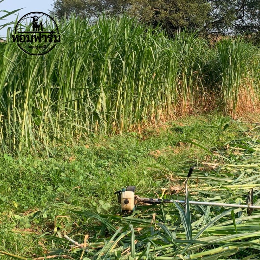ท่อนพันธุ์ หญ้าเนเปียร์ปากช่อง1 / 100 ท่อน แถมฟรี 20 ท่อน โปรตีนสูง โตไว ตัดได้เร็ว