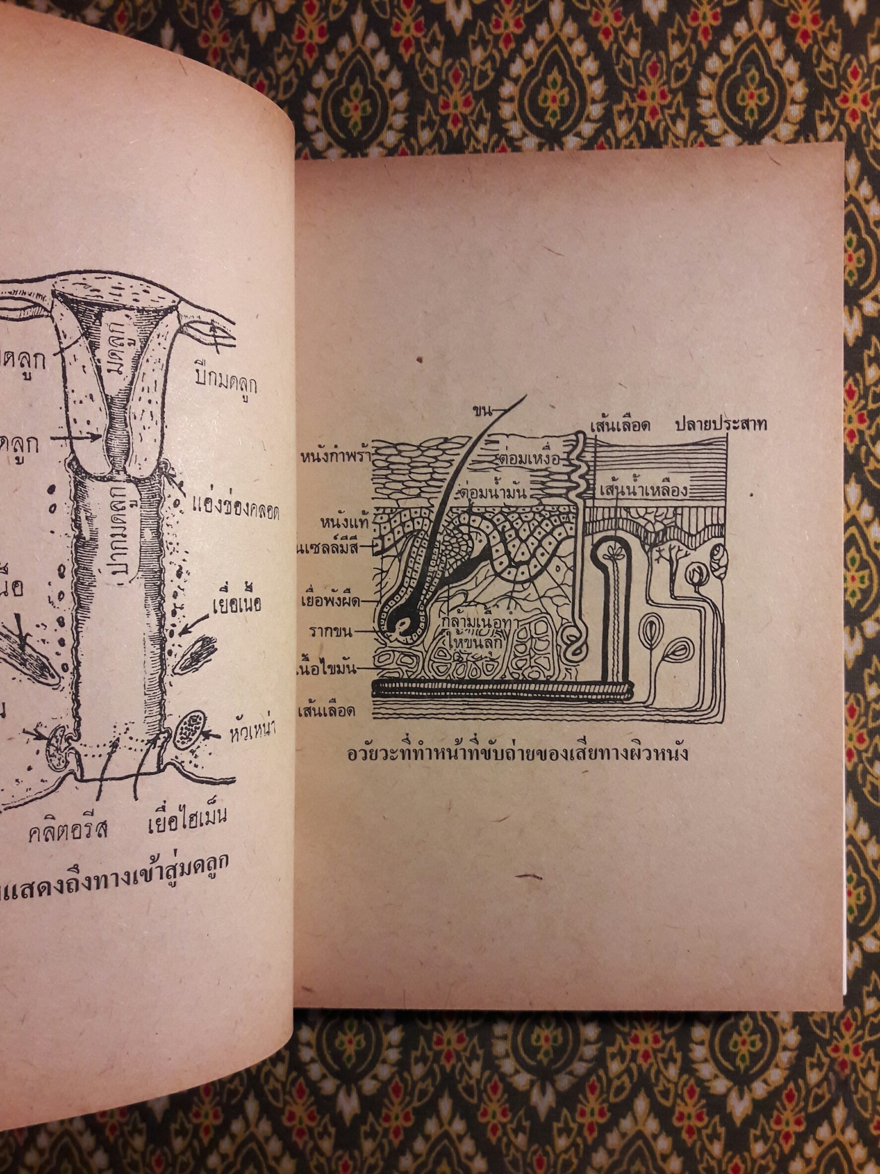 คู่มือแพทย์ประจำครอบครัวและใช้ยารักษาโรคปัจจุบัน