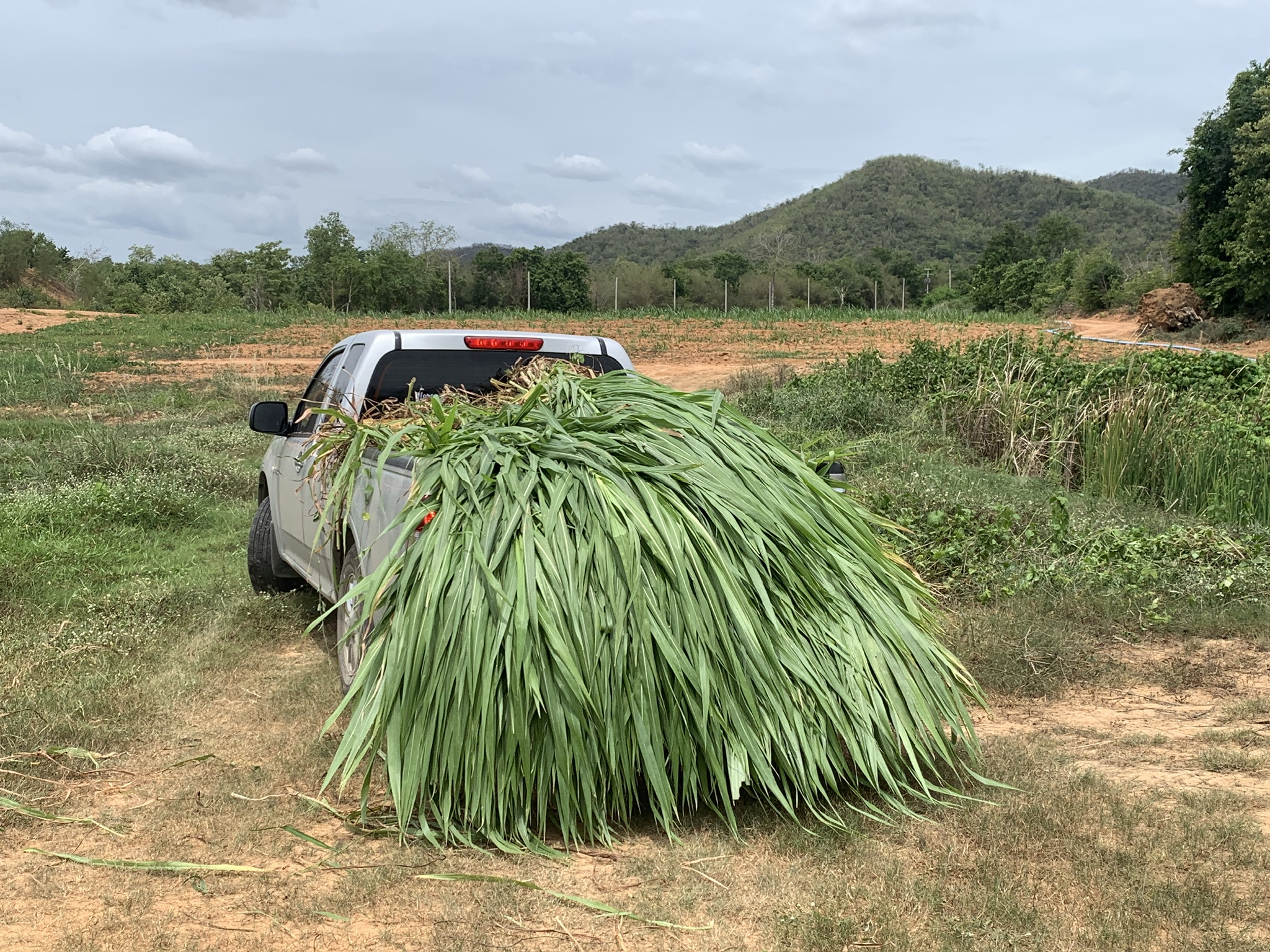 หญ้าเนเปียร์ ปากช่อง1 สำหรับ เต่า กระต่าย หนู โปรตีนสูง กินง่าย จากหอมฟาร์ม