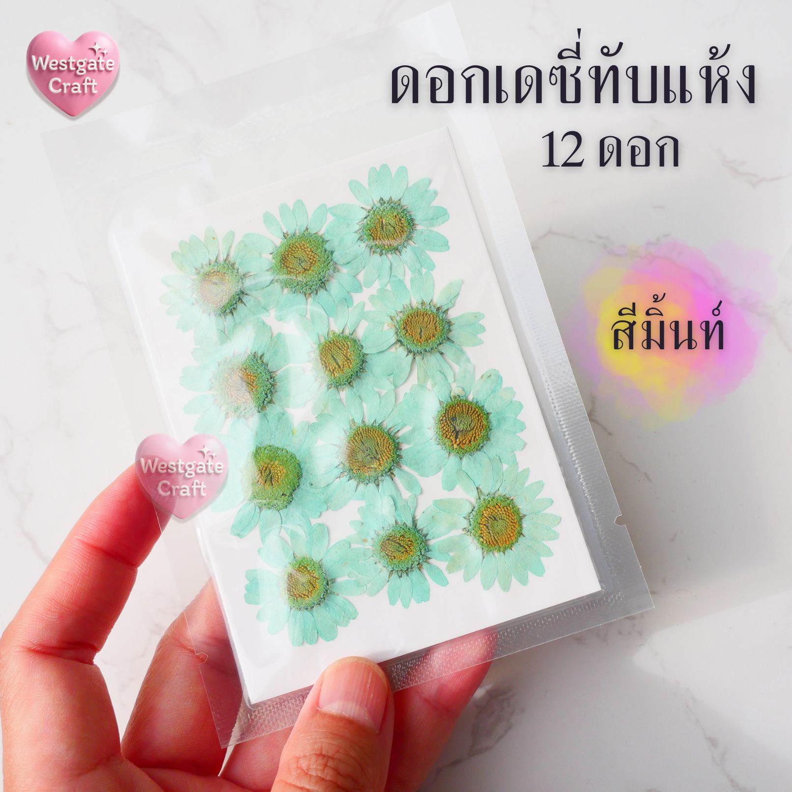 ดอกเดซี่แห้งทับ 12 ดอก ดอกไม้แห้งทับ คละขนาด