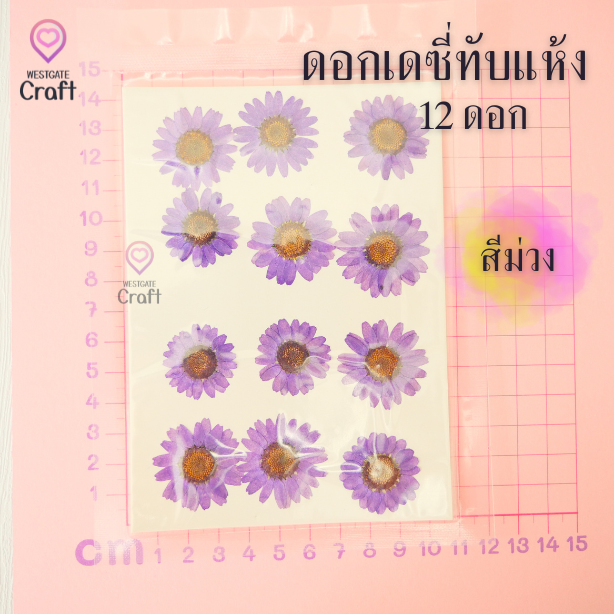 ดอกเดซี่แห้งทับ 12 ดอก ดอกไม้แห้งทับ คละขนาด