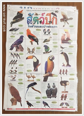 โปสเตอร์ สัตว์ปีกในสวนและป่าของเรา