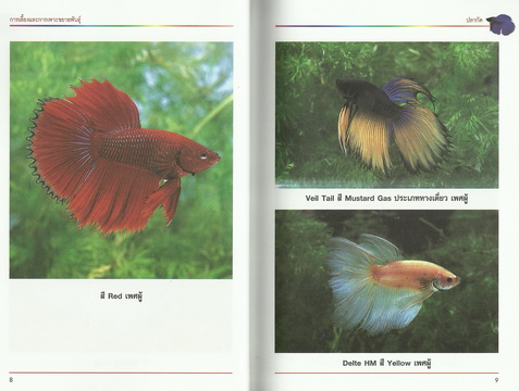 การเลี้ยงและการเพาะขยายพันธุ์ปลากัด