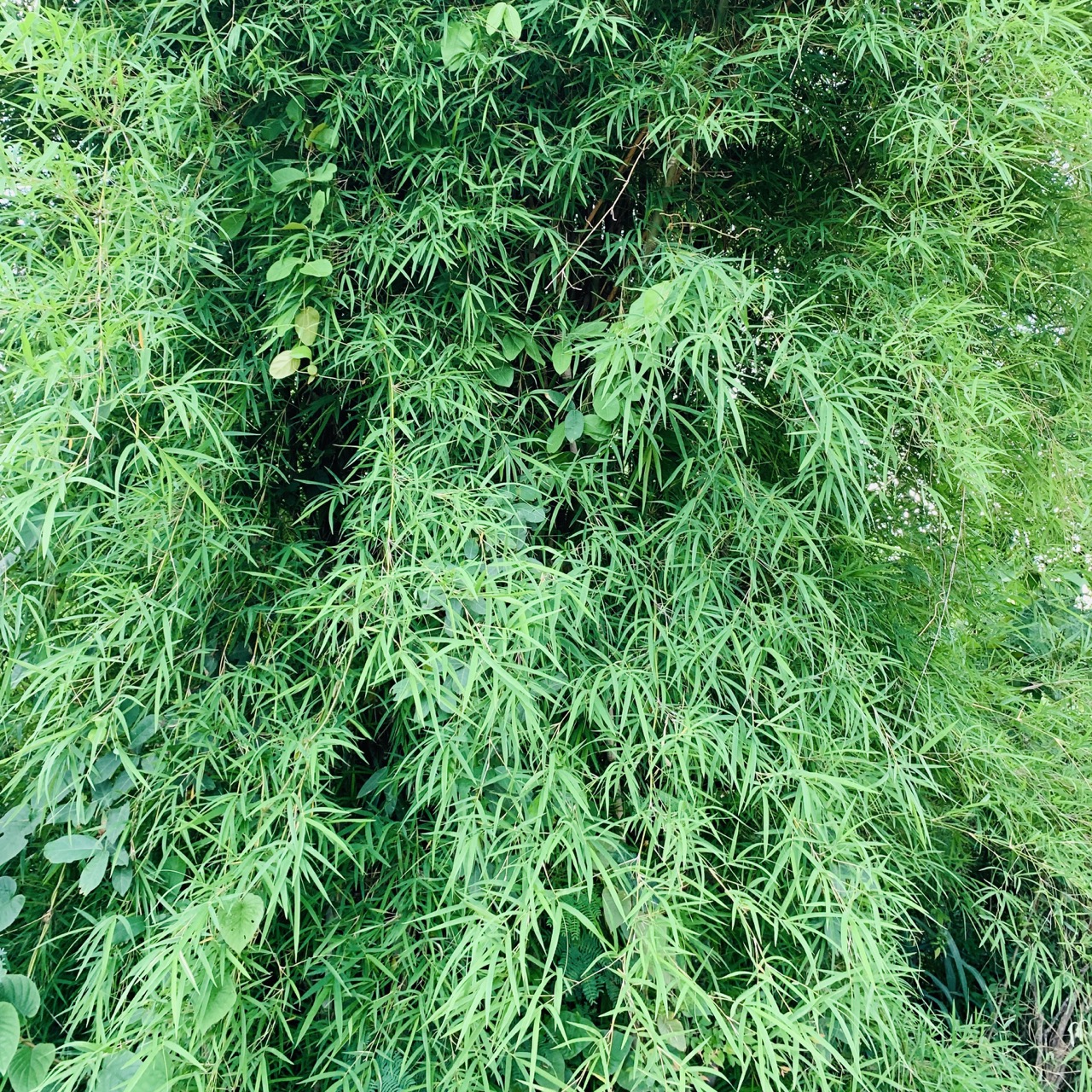 หญ้าสำหรับกระต่าย หนูแกสบี้ เต่า 1 กิโลกรัม ปลอดสารเคมี ออแกนิค สะอาด สดใหม่