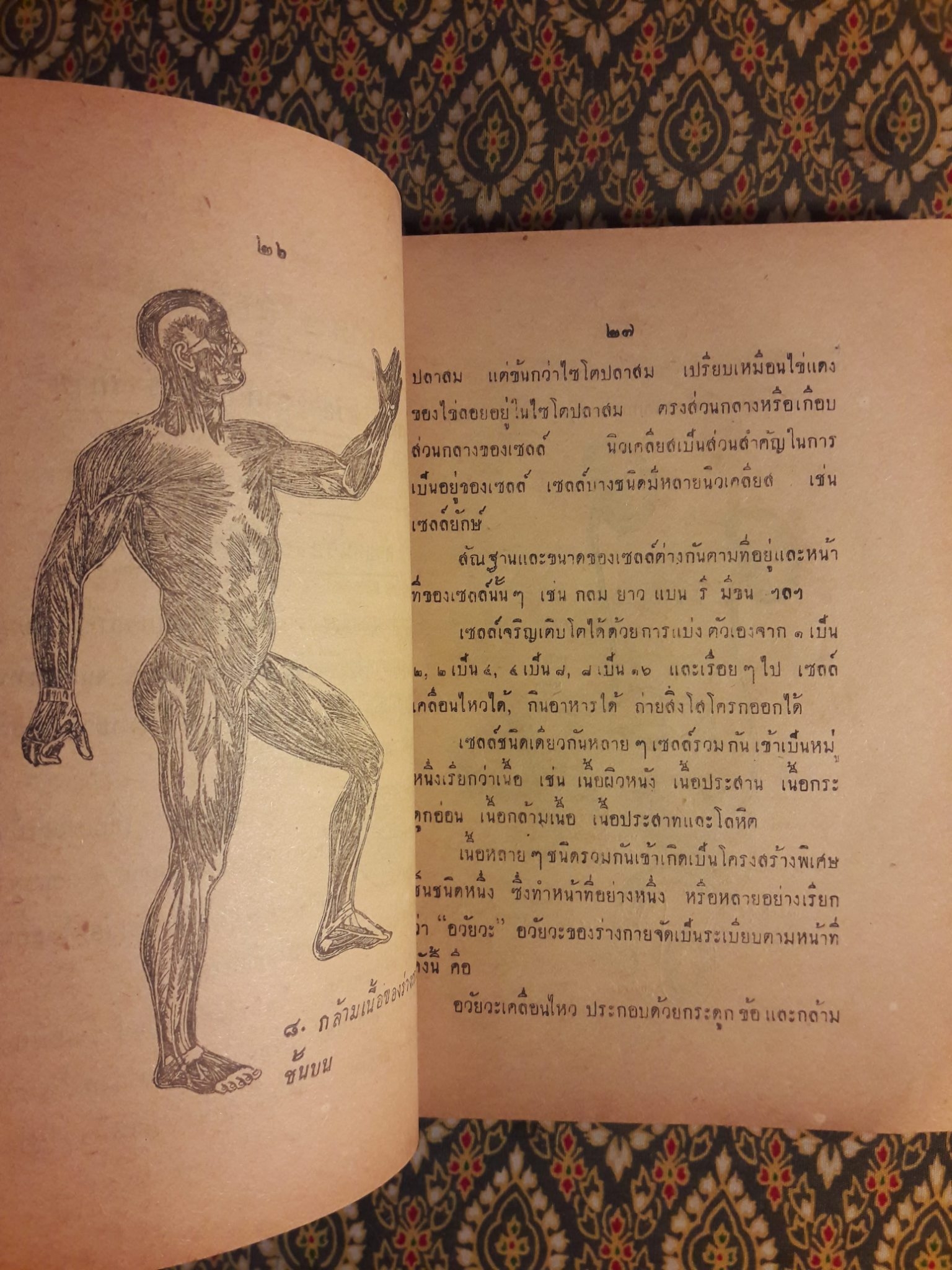 แบบเรียนอนุกาชาด ชั้นโท