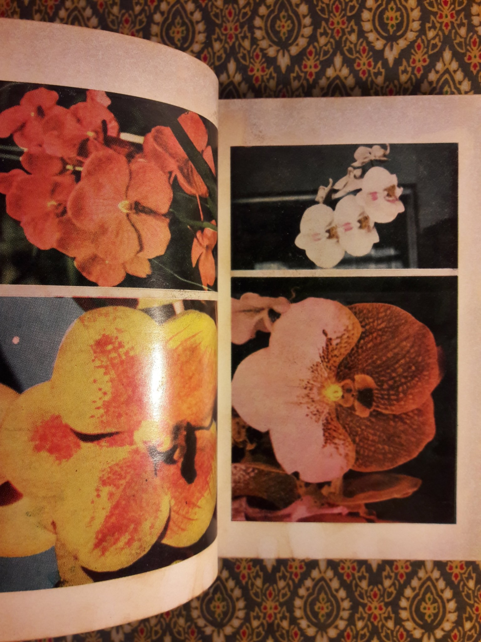 วิธีปลูกและผสมพันธ์กล้วยไม้ไทยและต่างประเทศ Orchids Growing