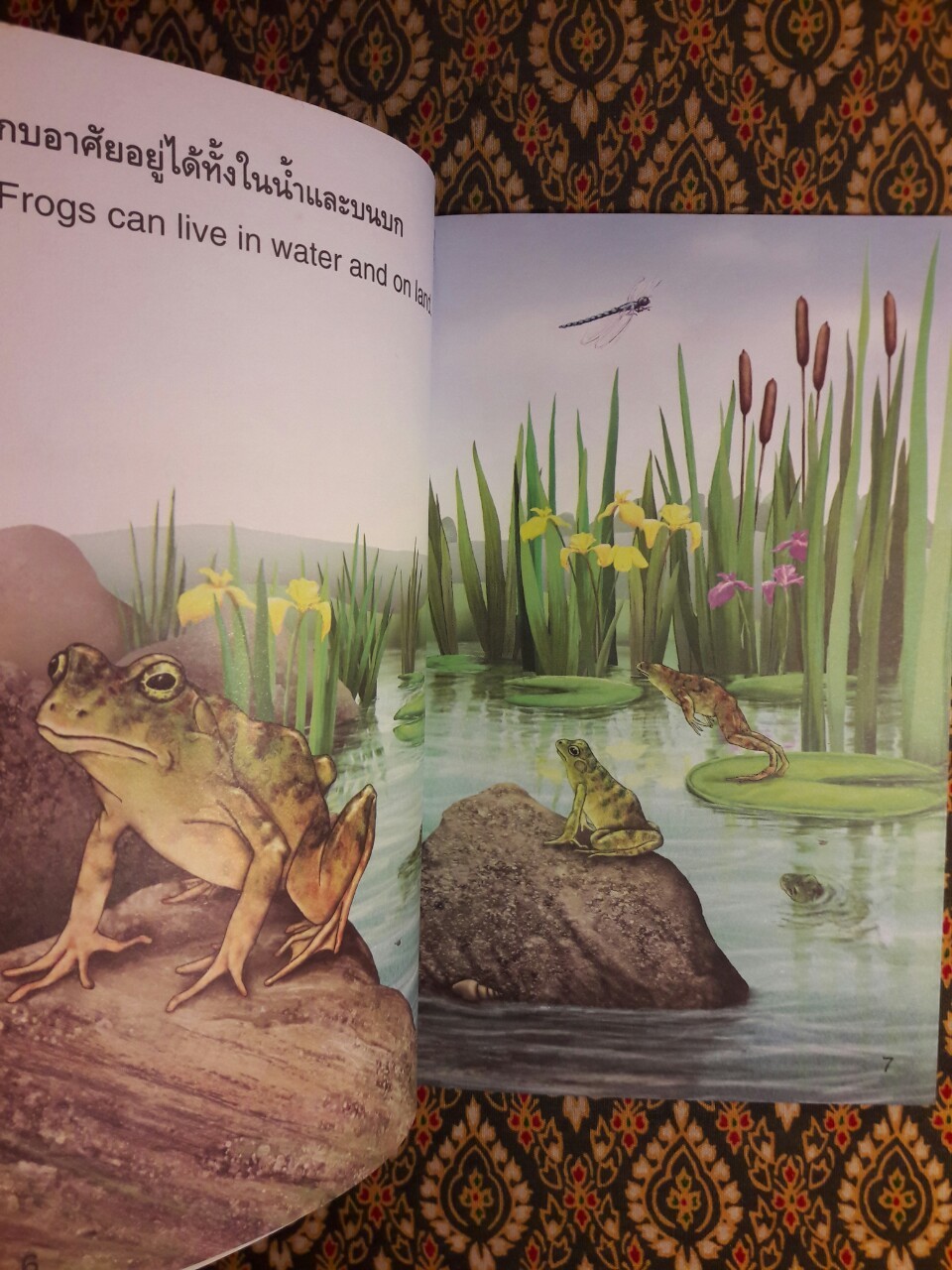 ลูกอ๊อดและกบ