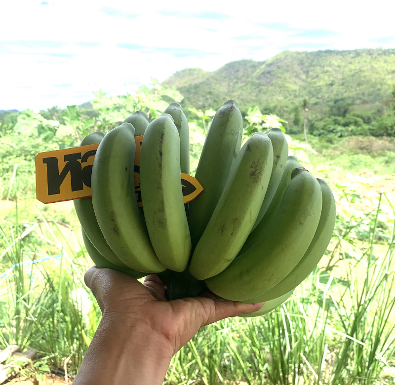 กล้วยหอมทอง จ.เพชรบุรี รสหวานหอม เนื้อนุ่มเนียน อร่อย ตัดสดจากสวน โดยหอมฟาร์ม