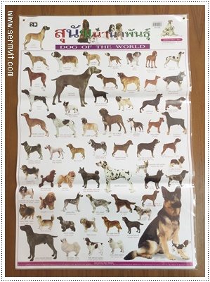 โปสเตอร์ สุนัขนานาพันธุ์
