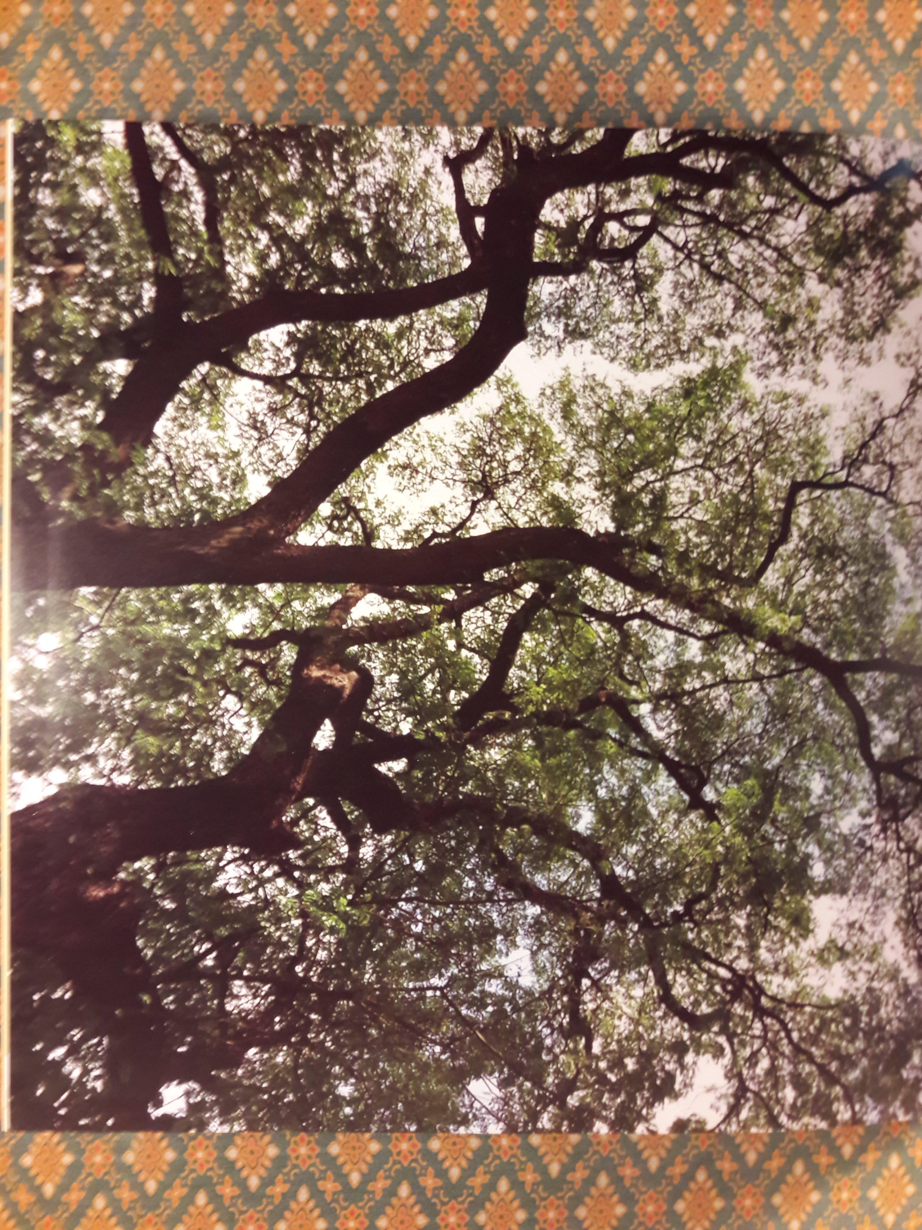 ต้นไม้ใหญ่ในแผ่นดินถิ่นประวัติศาสตร์ลพบุรี Big Trees in Lop Buri's Archacological Sites