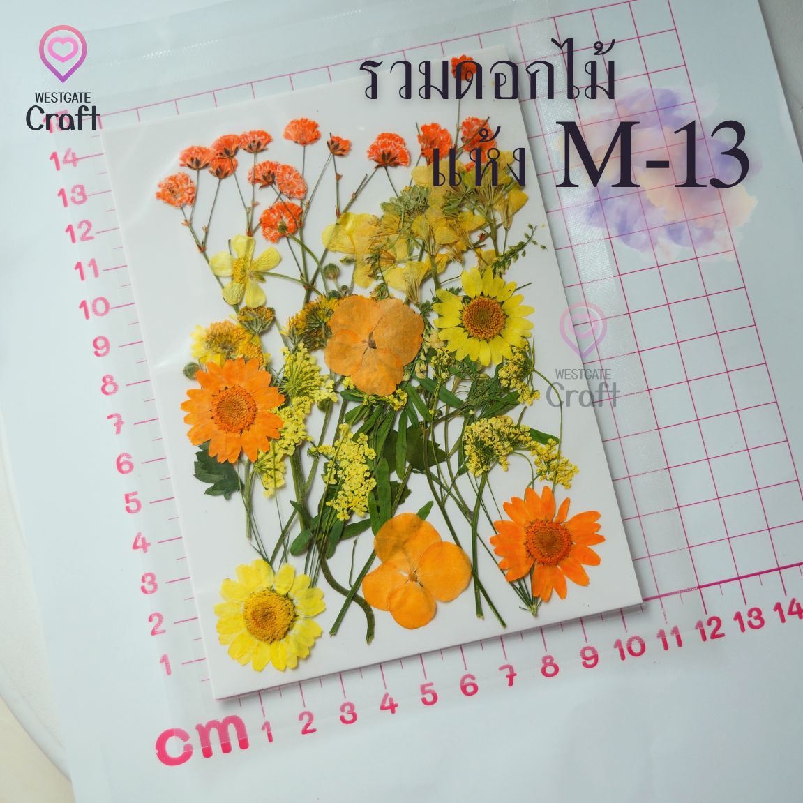 รวมดอกไม้แห้ง M ดอกไม้แห้งทับ ดอกไม้แบบคละ