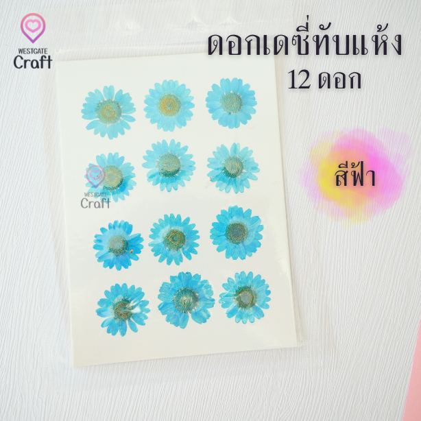 ดอกเดซี่แห้งทับ 12 ดอก ดอกไม้แห้งทับ คละขนาด