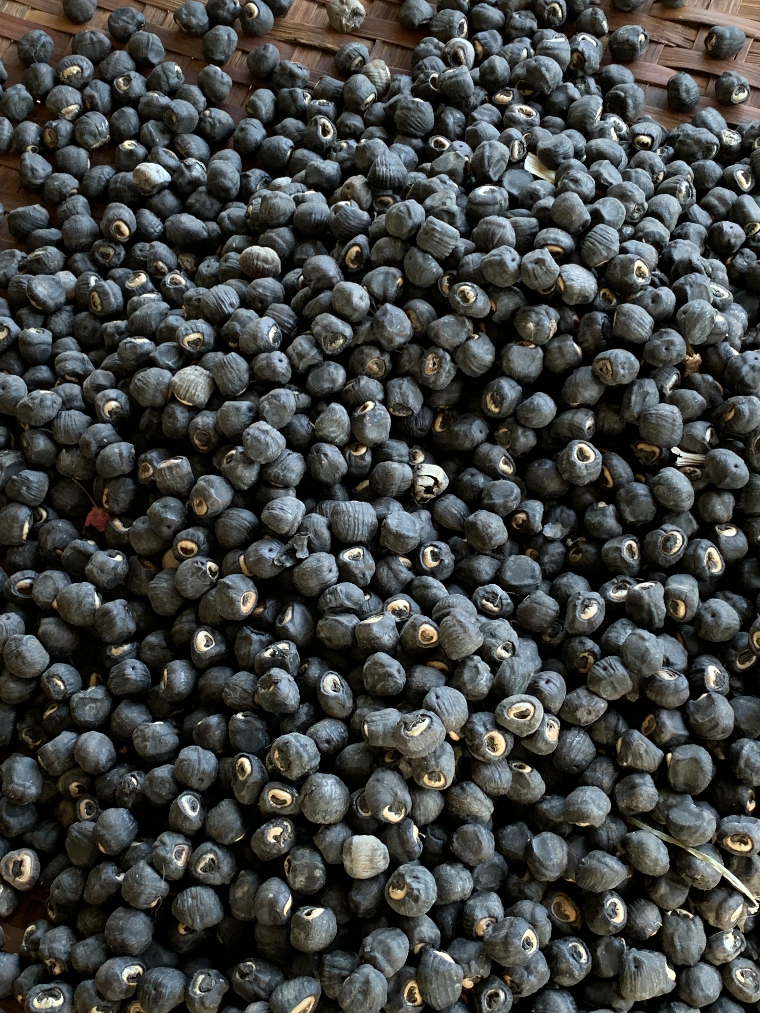 เมล็ดกล้วยนวล กล้วยมงคล กล้ายประดับ กล้วยแปลก สำหรับเพาะพันธุ์