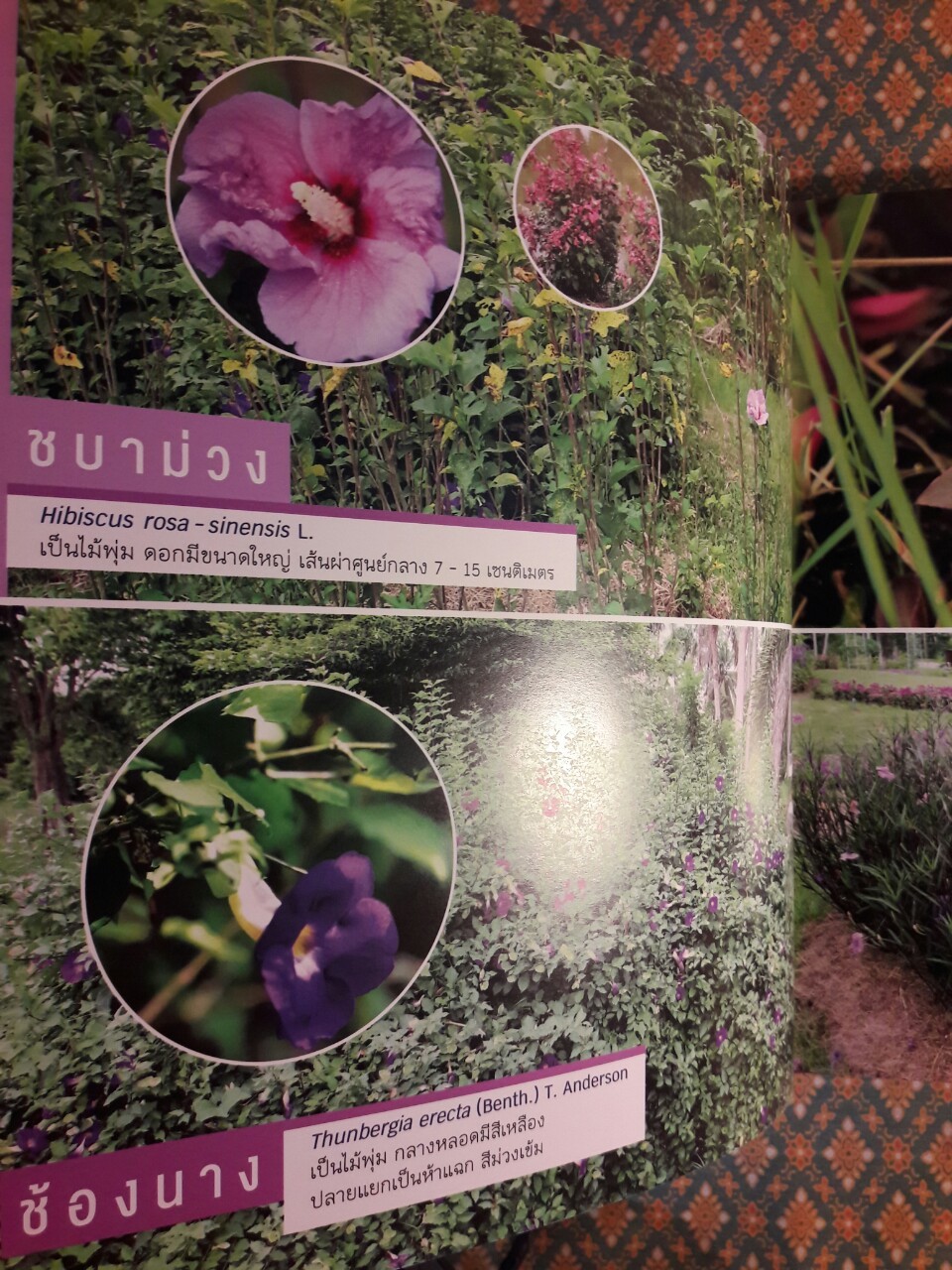 สวนพฤกษศาสตร์ พรรณไม้ม่วง